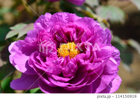 ボタンの花 114150919