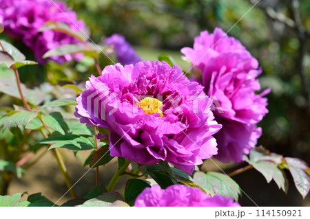 ボタンの花 ボタンの花 114150921