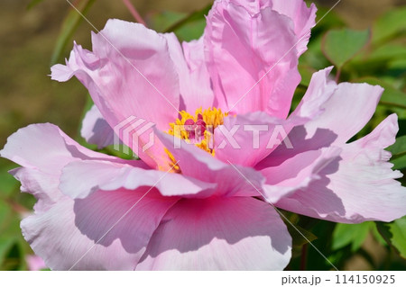 ボタンの花 114150925