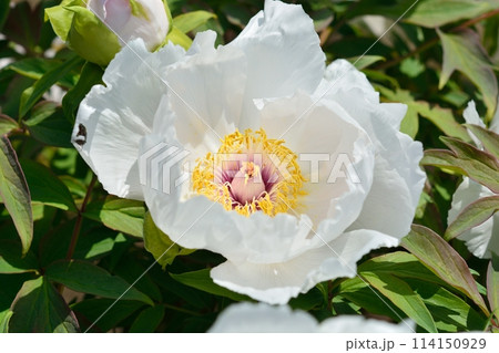 ボタンの花 ボタンの花 114150929