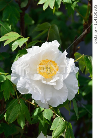 ボタンの花 ボタンの花 114150935