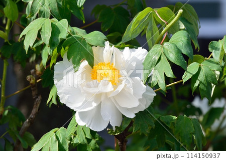 ボタンの花 ボタンの花 114150937