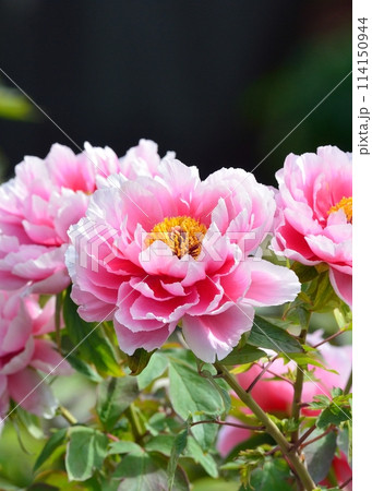 ボタンの花 ボタンの花 114150944