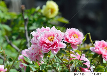 ボタンの花 ボタンの花 114150950