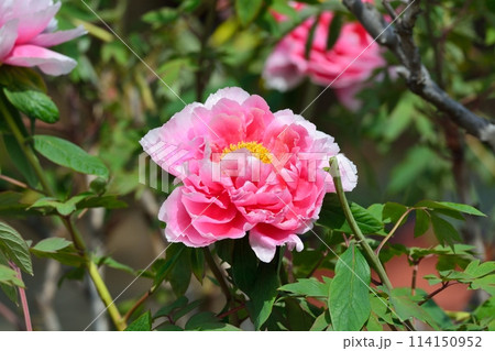 ボタンの花 114150952