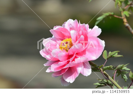 ボタンの花 114150955