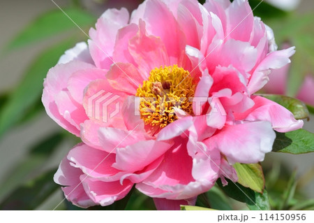 ボタンの花 114150956