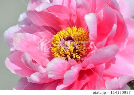 ボタンの花 114150957