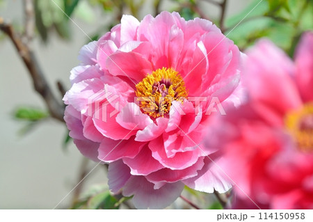 ボタンの花 ボタンの花 114150958