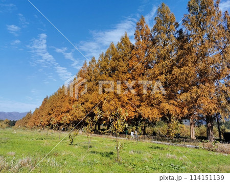 マキノ町 メタセコイア並木 秋の紅葉の風景 マキノ町 メタセコイア並木 秋の紅葉の風景 114151139