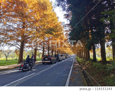 マキノ町 メタセコイア並木 秋の紅葉の風景 マキノ町 メタセコイア並木 秋の紅葉の風景 114151143