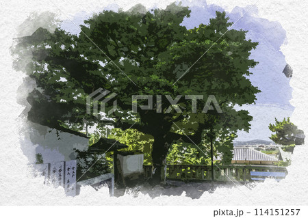 水彩画風 鶴崎神社 御神木 アクラ 岡山県都窪郡早島町 水彩画風 鶴崎神社 御神木 アクラ 岡山県都窪郡早島町 114151257