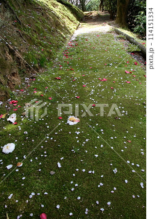 今治鹿ノ子池公園の苔むした坂道 114151334