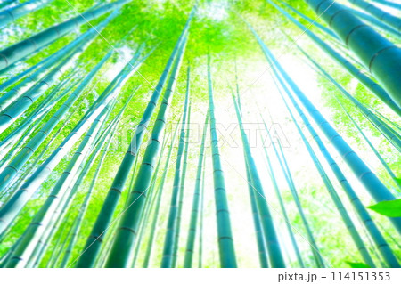 天に向かって無数の竹がそびえる竹林の風景 天に向かって無数の竹がそびえる竹林の風景 114151353