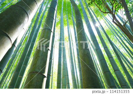 天に向かって無数の竹がそびえる竹林の風景 天に向かって無数の竹がそびえる竹林の風景 114151355