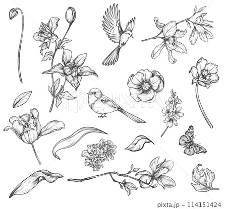 Set of hand drawn vector spring garden flowers and leaves, birds, butterflies in black and white sketch style Set of hand drawn vector spring garden flowers and leaves, birds, butterflies in black and white sketch style 114151424