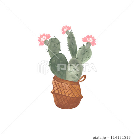 Cactus in a wicker basket. Plants for the home. Floriculture. Interior decoration. Isolated watercolor illustration on white background. Clipart. Cactus in a wicker basket. Plants for the home. Floriculture. Interior decoration. Isolated watercolor illustration on white background. Clipart. 114151515