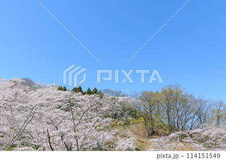 桜 船岡城址公園から一目千本桜を歩く 114151549