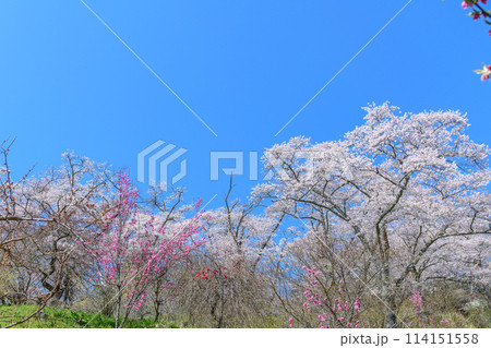 桜 船岡城址公園から一目千本桜を歩く 桜 船岡城址公園から一目千本桜を歩く 114151558