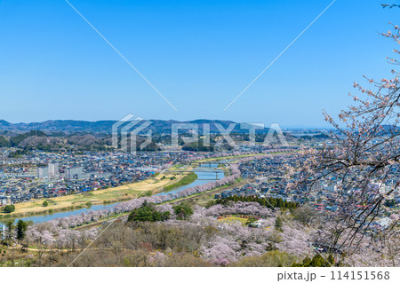 桜 船岡城址公園から一目千本桜を歩く 桜 船岡城址公園から一目千本桜を歩く 114151568