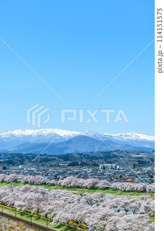 桜 船岡城址公園から一目千本桜を歩く 114151575