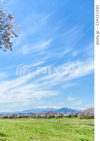 桜 船岡城址公園から一目千本桜を歩く 桜 船岡城址公園から一目千本桜を歩く 114151591