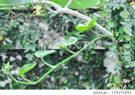 Devils Ivy, Golden Pothos or Hunters Robe or Epipremnum aureum or Araceae and ficus pumila or climbing fig on the wall Devils Ivy, Golden Pothos or Hunters Robe or Epipremnum aureum or Araceae and ficus pumila or climbing fig on the wall 114151691