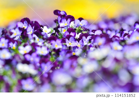 春の花壇に咲くパンジー 114151852