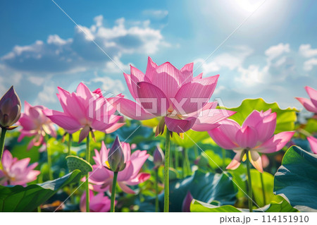 A sunlit field of pink lotus blossoms, with petals shining in magenta hues against a backdrop of a clear blue sky and fluffy clouds A sunlit field of pink lotus blossoms, with petals shining in magenta hues against a backdrop of a clear blue sky and fluffy clouds 114151910