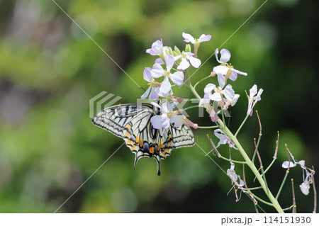 ハマダイコンの花にとまるアゲハチョウ 114151930