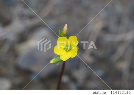 春の野原に咲くカタバミの小さい黄色い花 114152139