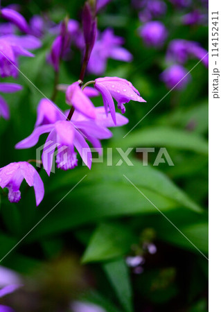 初夏になると庭先や公園でよく見るシランの紫色の花 114152411
