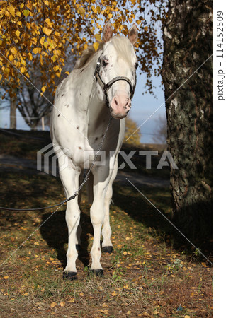 Beautiful appallosa stallion under the birch tree 114152509