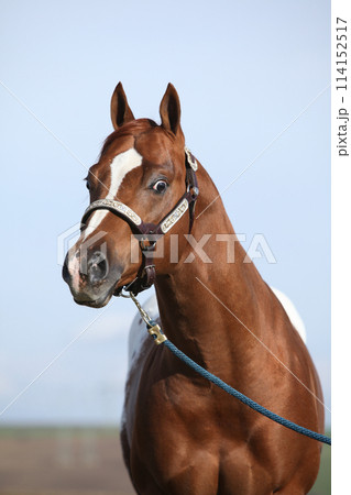 Beautiful appallosa stallion with western halter 114152517