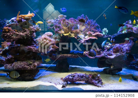 A stunning saltwater aquarium filled with vibrant fish and colorful coral creates a mesmerizing underwater scene. 114152908