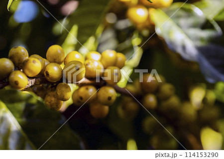 coffee berries by agriculture. Coffee beans ripening on the tree in North of Thailand 114153290
