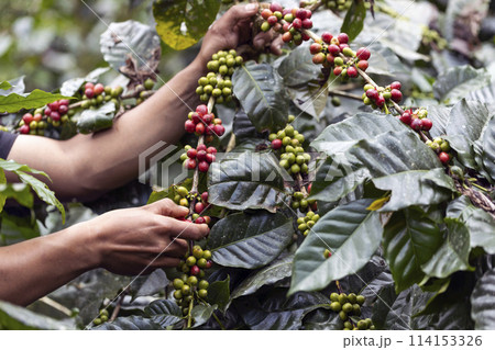 coffee berries by agriculture. Coffee beans ripening on the tree in North of Thailand coffee berries by agriculture. Coffee beans ripening on the tree in North of Thailand 114153326