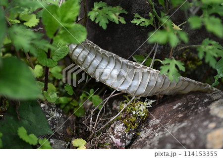 ヘビ（蛇）の抜け殻 114153355