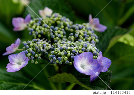 薄紫色のガクアジサイの花 114153413
