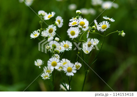 ハルジオンの白い花 114153418