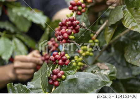 coffee berries by agriculture. Coffee beans ripening on the tree in North of Thailand 114153436