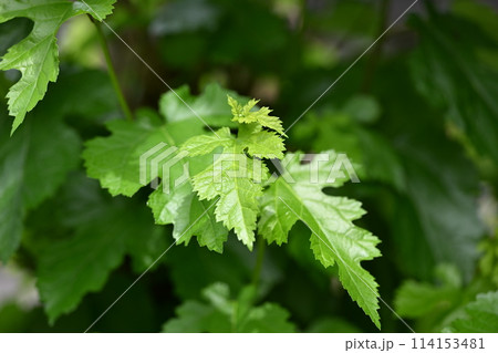 クワ(桑)の若葉 クワ(桑)の若葉 114153481