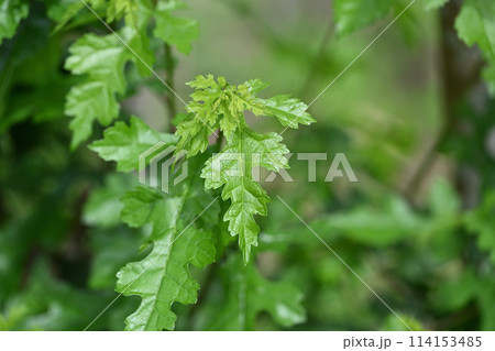 クワ(桑)の若葉 クワ(桑)の若葉 114153485