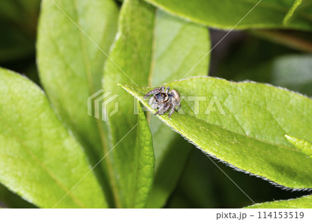 ネコハエトリ 114153519