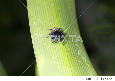 ネコハエトリ 114153522