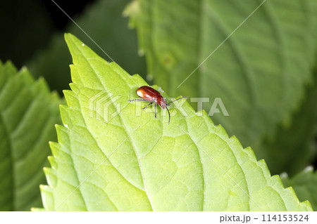 フタホシオオノミハムシ フタホシオオノミハムシ 114153524
