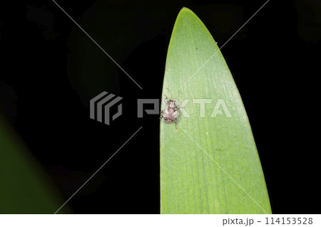 マダラアラゲサルハムシ 114153528