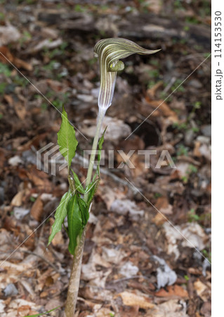 マムシグサ 114153530