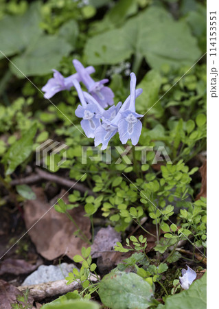 ヤマエンゴサク 114153551