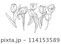 Tulip flower vector illustration set. Curved leaves bulb head black outline graphic drawing. Botanical wedding line contour silhouette outline. Natural spring summer holiday garden. Pink white bloom 114153589